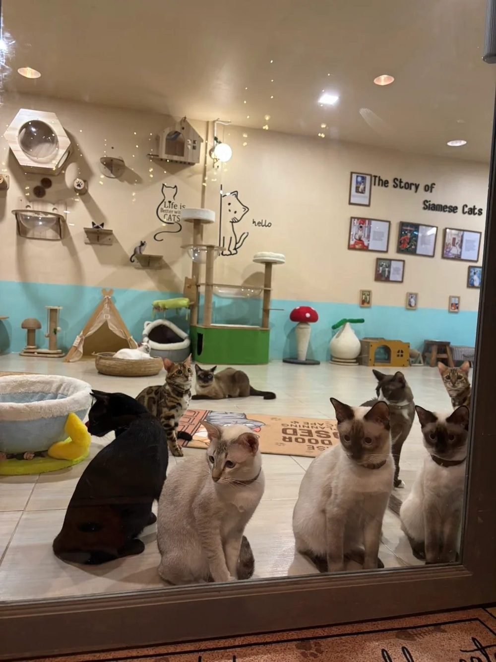 Resident cats, several of them Siamese, sitting at the glass window of the cat room at Siamese Cat Café, with cat trees, beds and a wall display on the story of Siamese cats behind them.